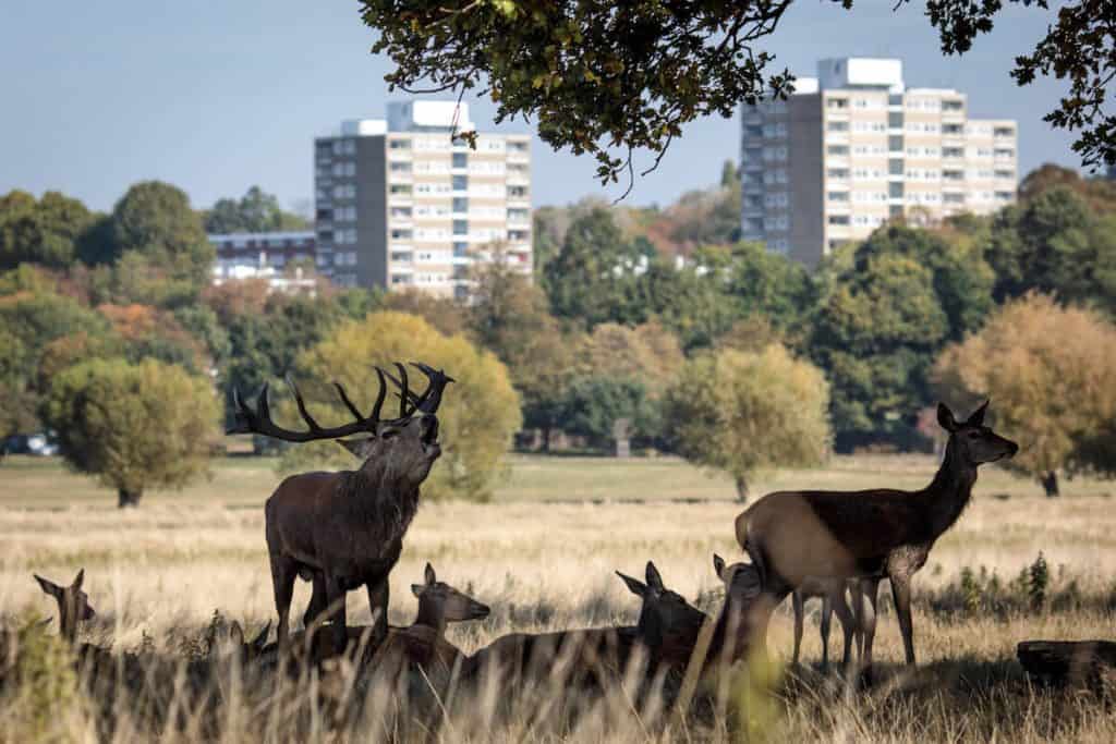 deer in richmond park