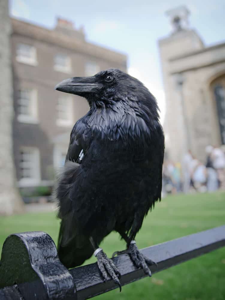 Tower of London raven