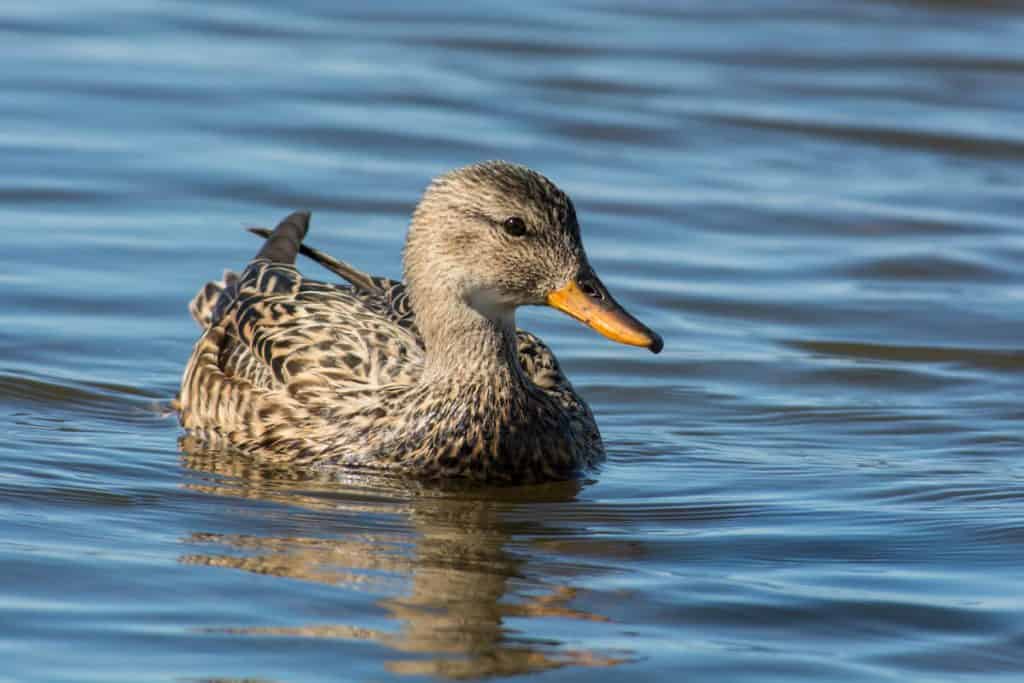 gadwall duck London