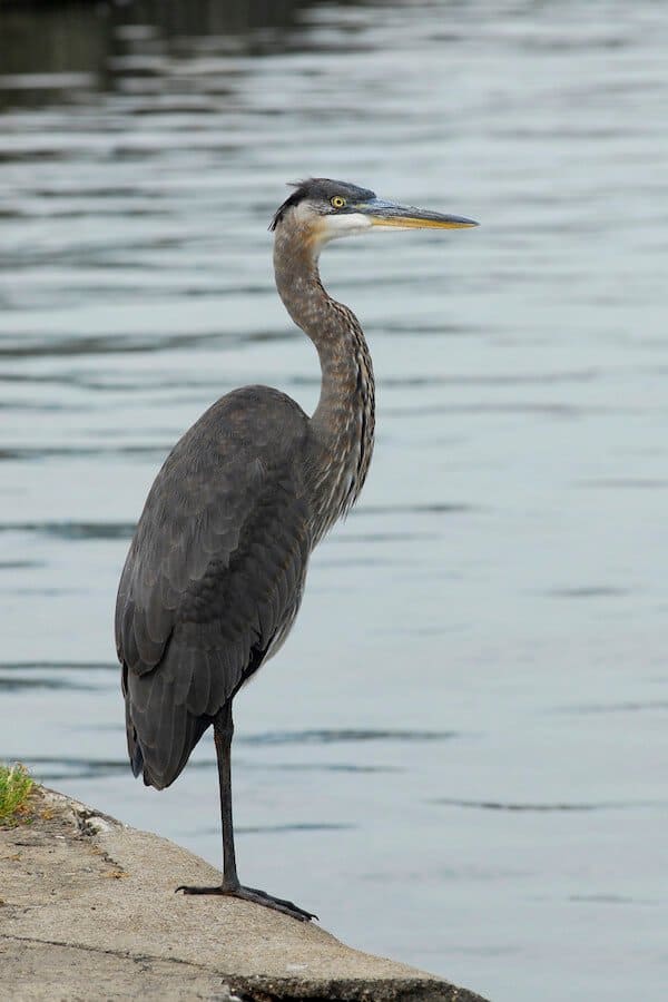 grey heron london