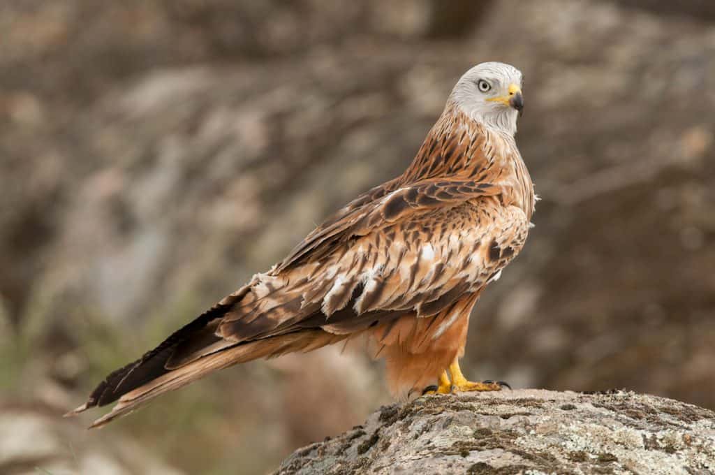 red kite bird London