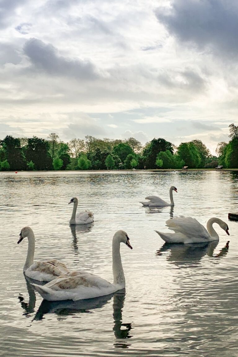 round pond kensington gardens