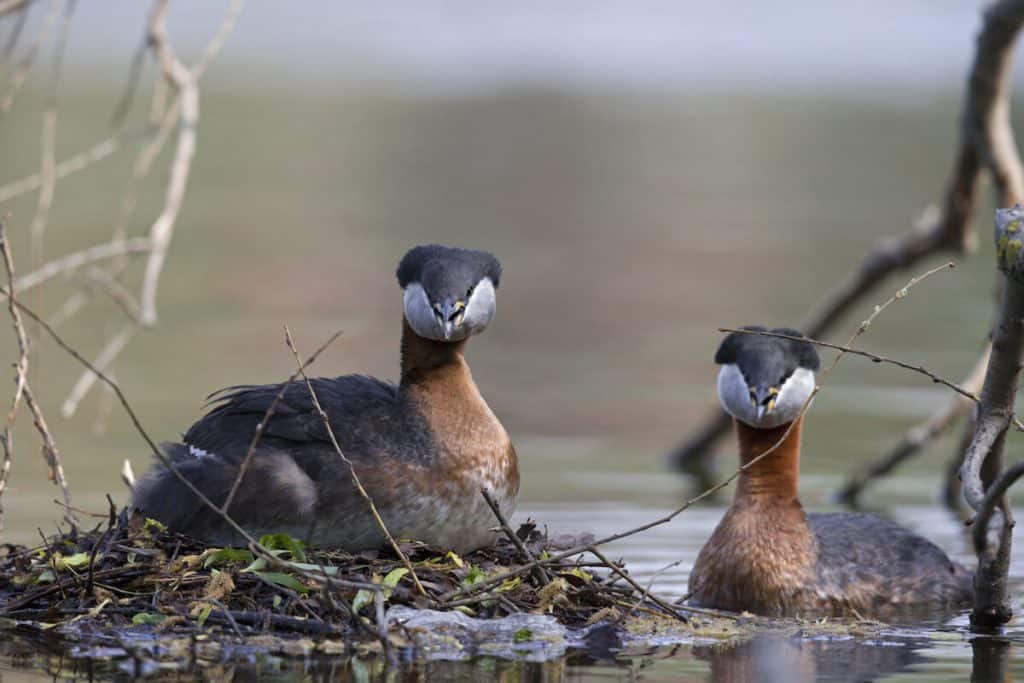where to see a grebe bird in London