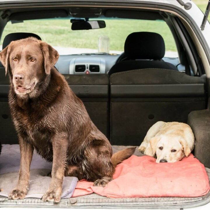 dog friendly beach