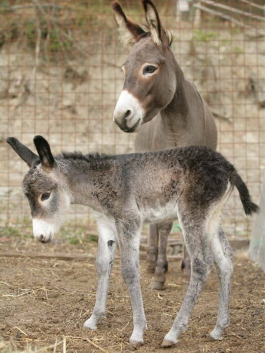 donkeys