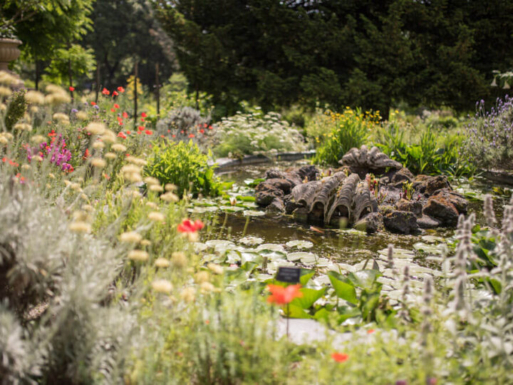 chelsea_physic_garden