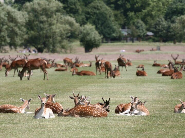 Richmond Park deer