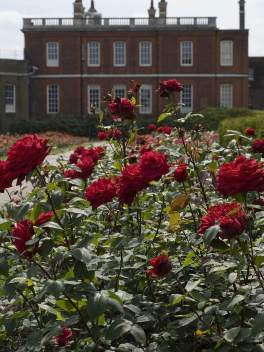 Roses in front of Rangers House