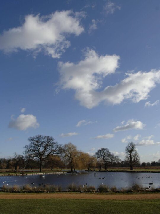 bushy park