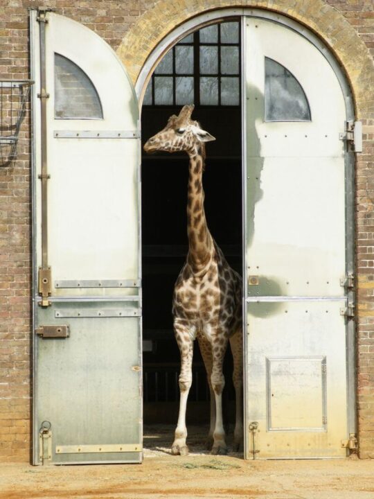 london zoo