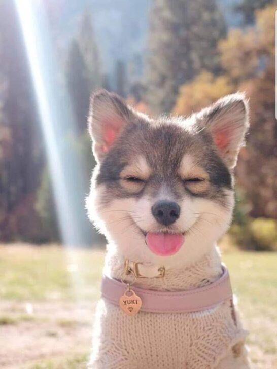 happy rescue dog
