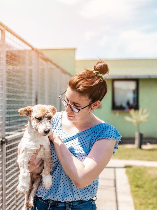 adopt a puppy