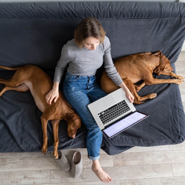 how to adopt a dog in london