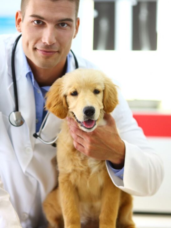 dog and vet