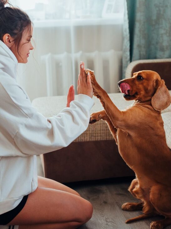 dog foster home