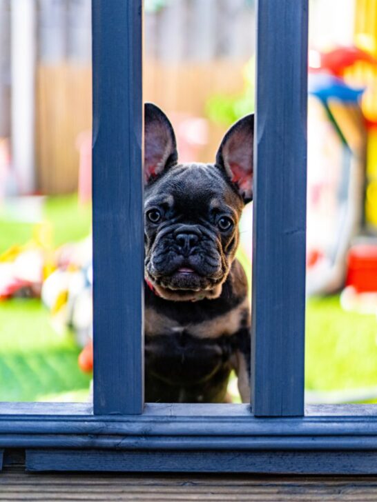 french bulldog