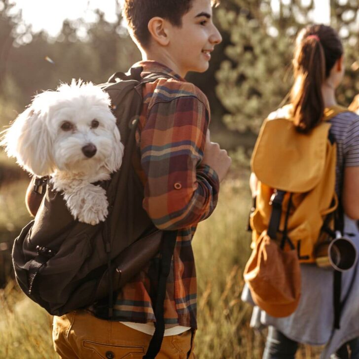 boy carrying dog in backpack