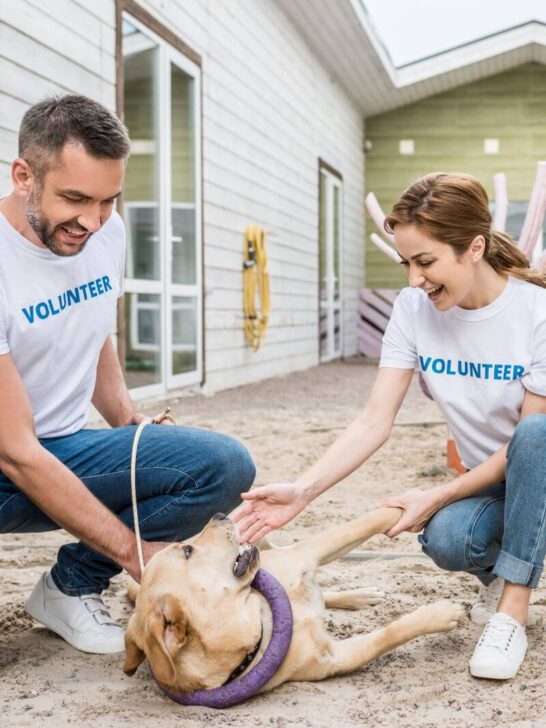 volunteering at an animal shelter