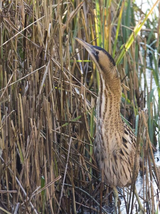 Bittern at Seventy Acres Lake. River Lee Country Park taken by Mark Braun