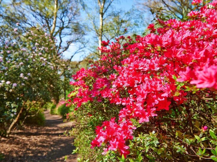 richmond park isabella plantation