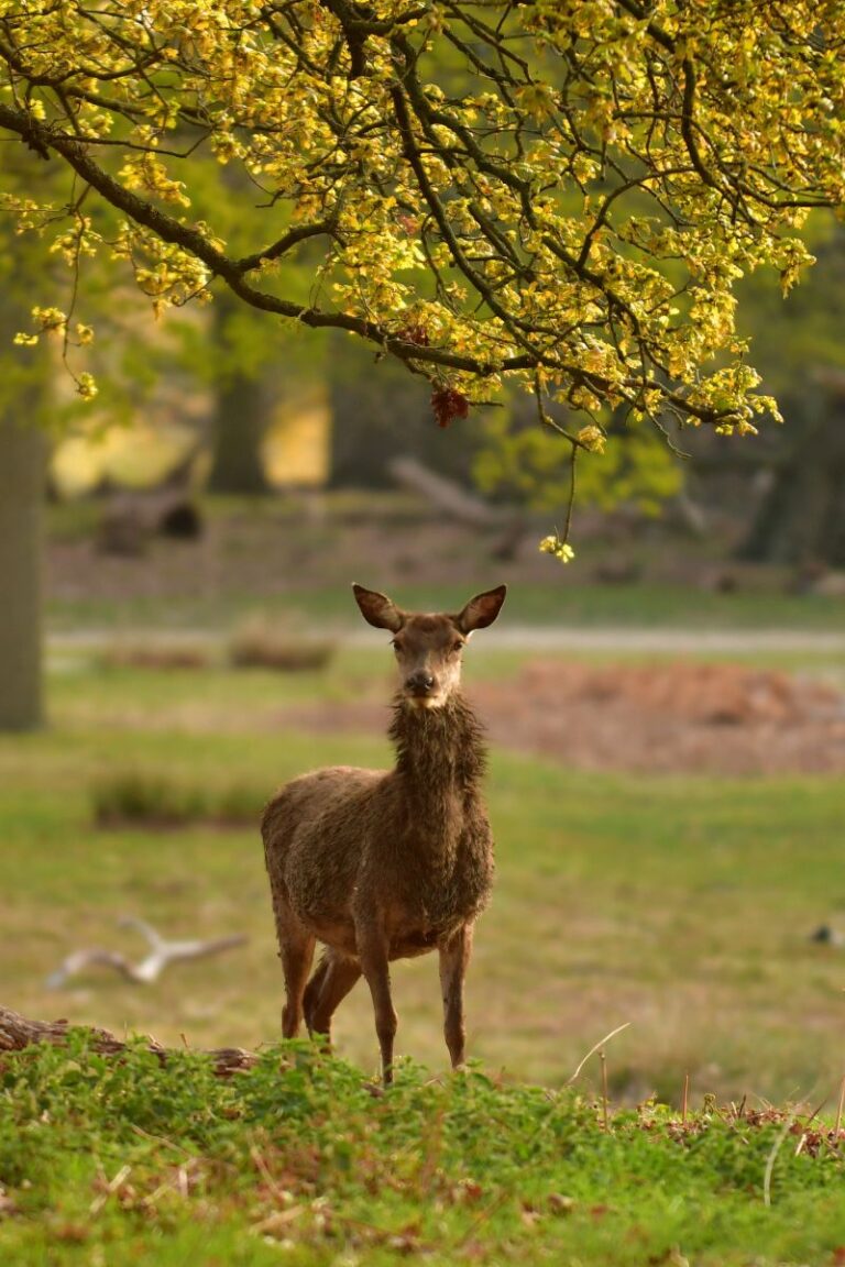 richmond park south london