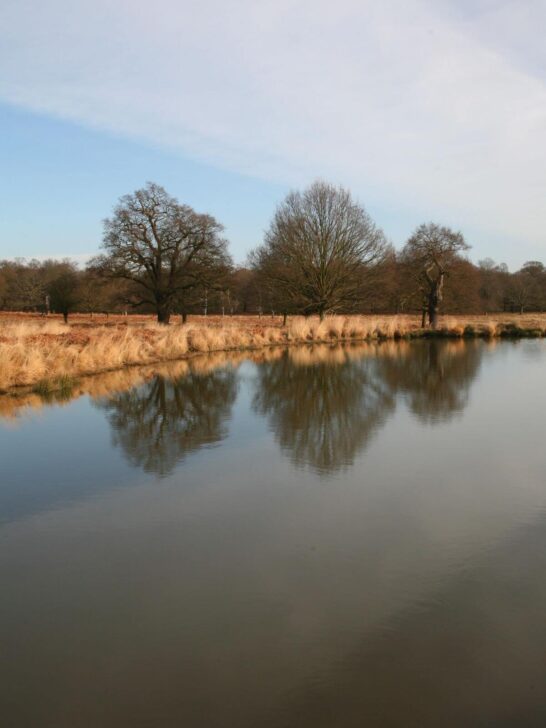 pen ponds, richmond park