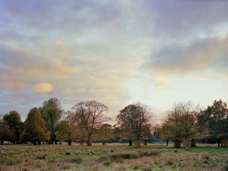 bushy Park