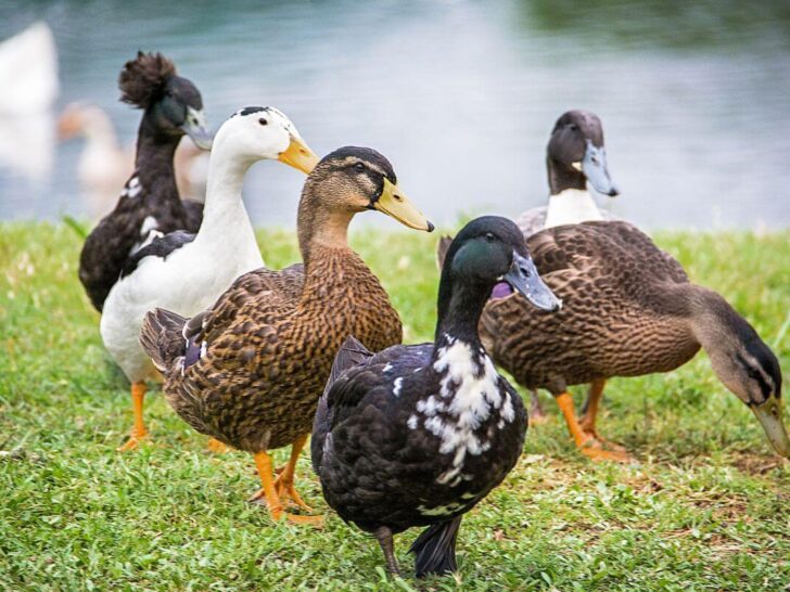 Gladstone Park ducks