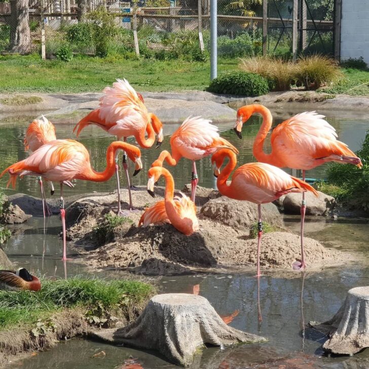 hanwell zoo