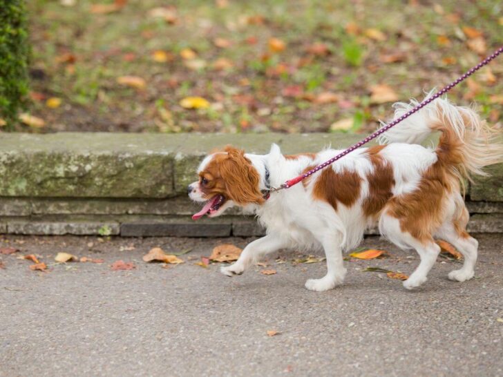 dog walking Gladstone Park