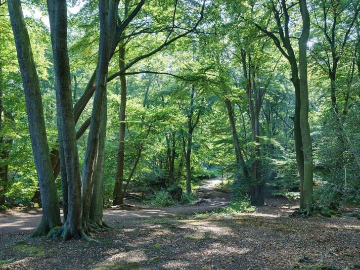 Epping Forest