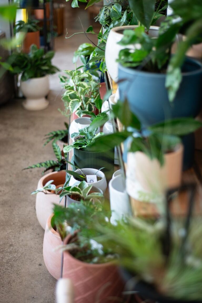 plant shop