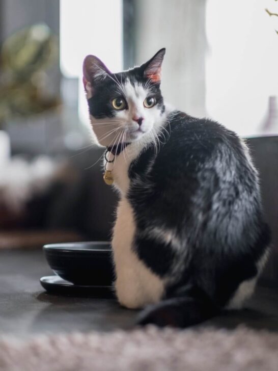 java whiskers cat cafe london westfield