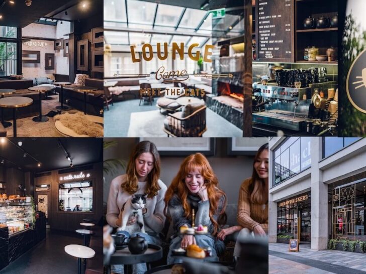 Javawhiskers-cat-cafe-london