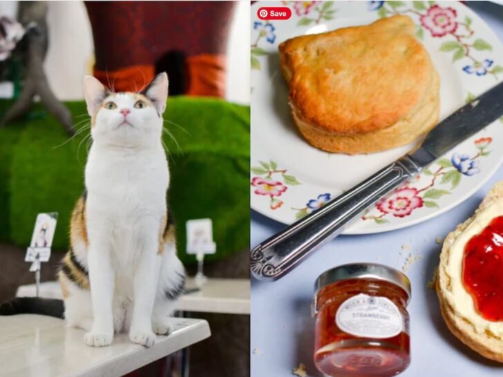 vegan cream tea with cats