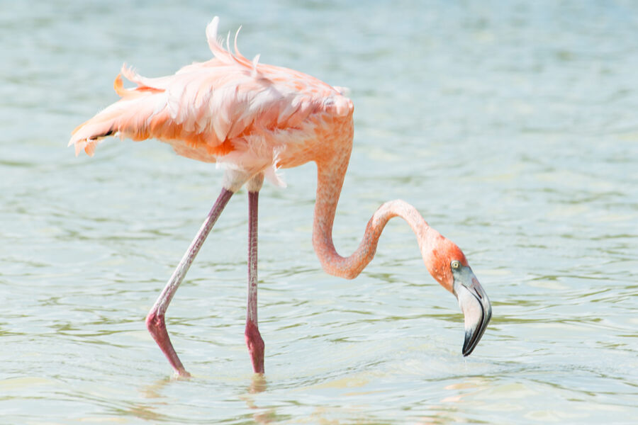 Flamingo Pond Nature Reserve