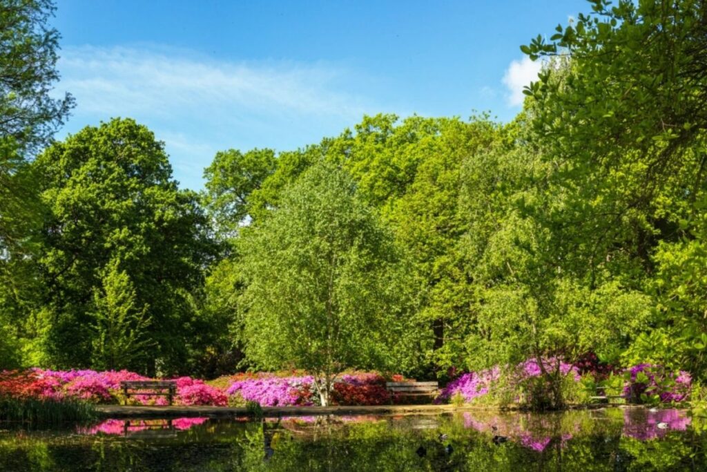 Isabella Plantation 